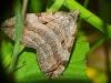 Aplocera sp.